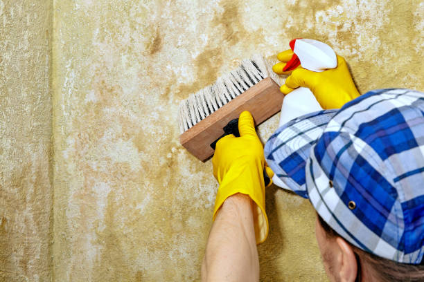 Lawrenceburg, KY Mold Removal Company