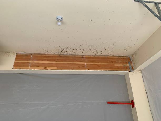 Best Biohazard Mold Removal  in Lawrenceburg, KY