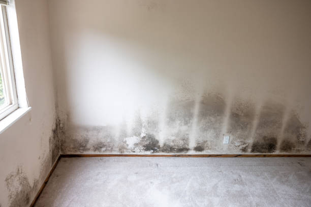 Best Mold Removal for HVAC Installations  in Lawrenceburg, KY