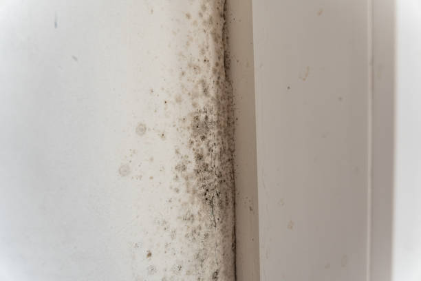 Best Black Mold Removal  in Lawrenceburg, KY